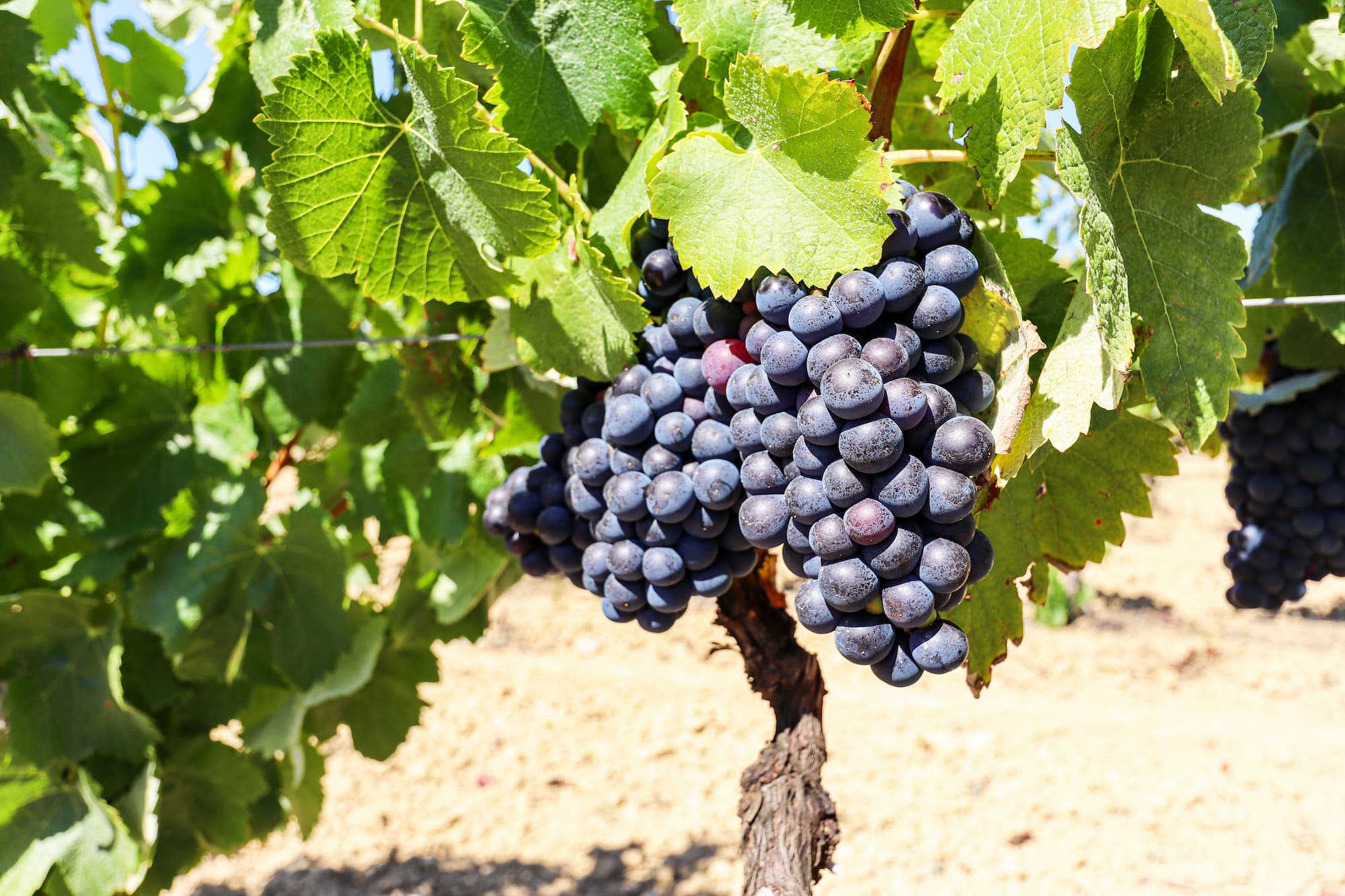 Les vins Wintzenheim 3